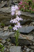 Penstemon albidus